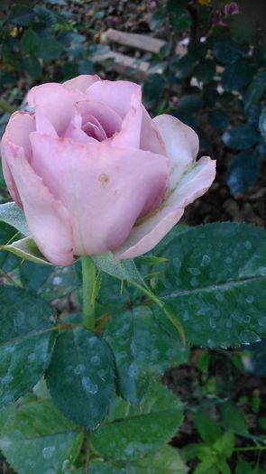 DSC_1293 - TRANDAFIRI 2015 III