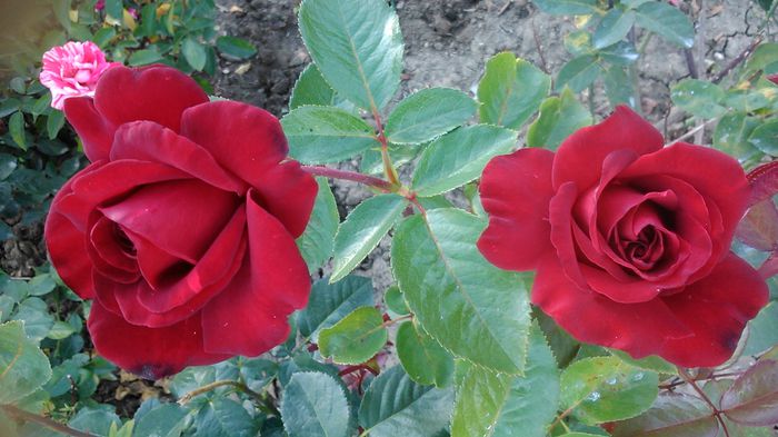 DSC_1294 - TRANDAFIRI 2015 III