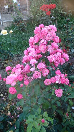 DSC_1297 - TRANDAFIRI 2015 III