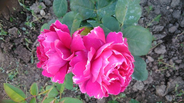 DSC_1301 - TRANDAFIRI 2015 III