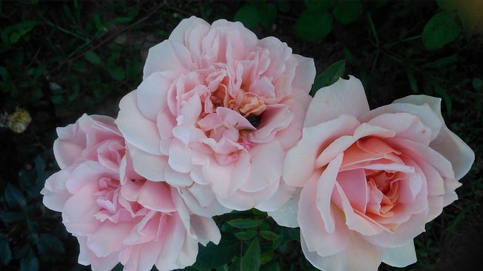 DSC_1303 - TRANDAFIRI 2015 III