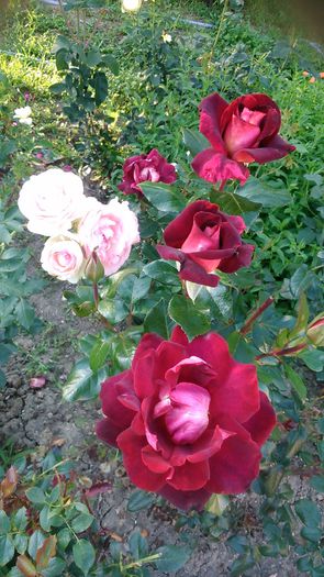 DSC_1305 - TRANDAFIRI 2015 III