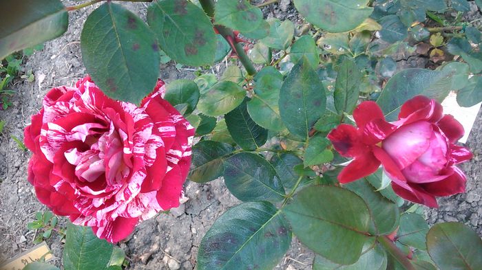 DSC_1307 - TRANDAFIRI 2015 III