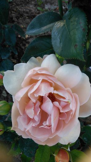 DSC_1309 - TRANDAFIRI 2015 III