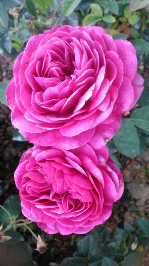 DSC_1310 - TRANDAFIRI 2015 III