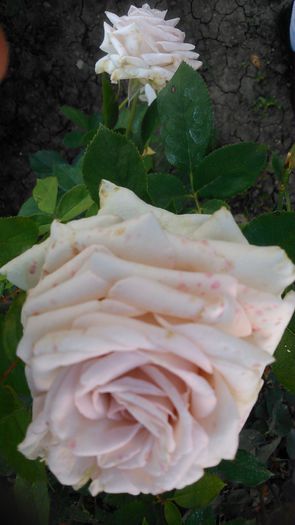 DSC_1311 - TRANDAFIRI 2015 III