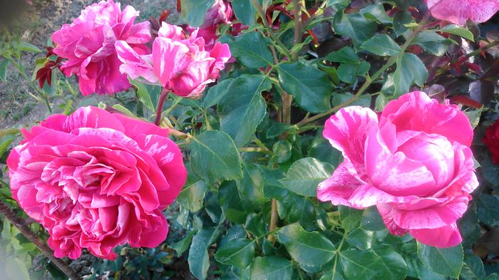 DSC_1312 - TRANDAFIRI 2015 III