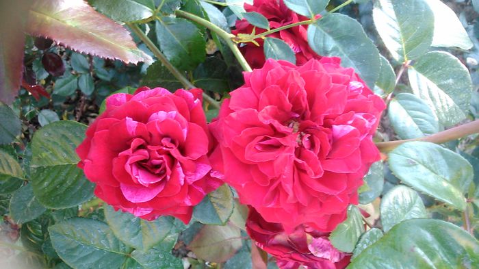 DSC_1314 - TRANDAFIRI 2015 III