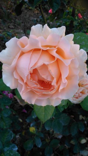 DSC_1315 - TRANDAFIRI 2015 III