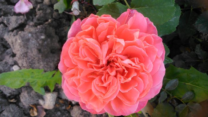 DSC_1316 - TRANDAFIRI 2015 III