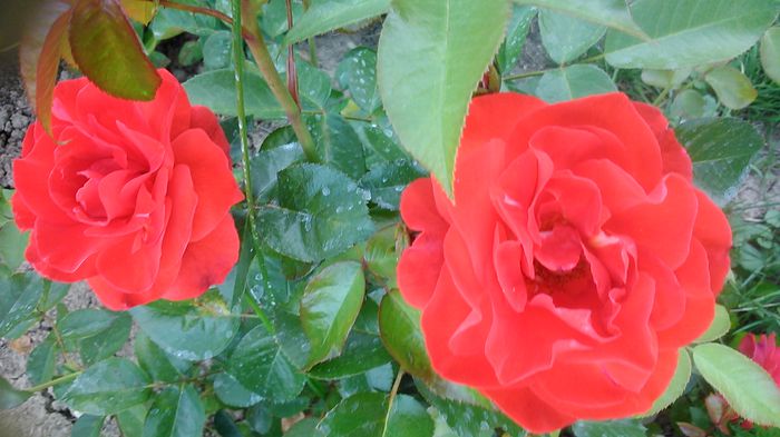 DSC_1336 - TRANDAFIRI 2015 III