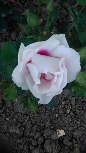 DSC_1338 - TRANDAFIRI 2015 III