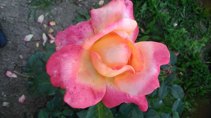 DSC_1339 - TRANDAFIRI 2015 III