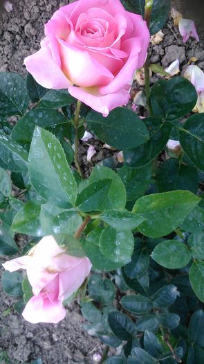 DSC_1340 - TRANDAFIRI 2015 III