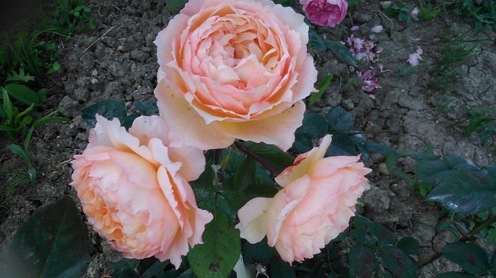 DSC_1342 - TRANDAFIRI 2015 III