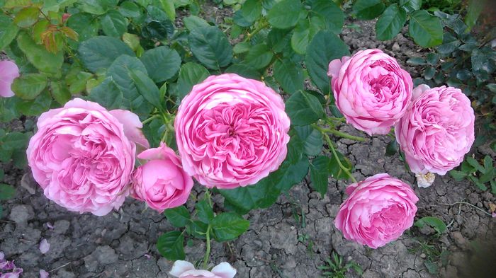 DSC_1343 - TRANDAFIRI 2015 III