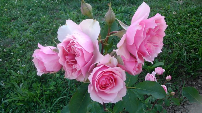 DSC_1345 - TRANDAFIRI 2015 III