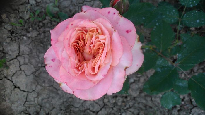 DSC_1347 - TRANDAFIRI 2015 III