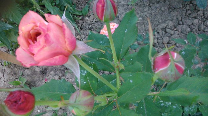 DSC_1348 - TRANDAFIRI 2015 III