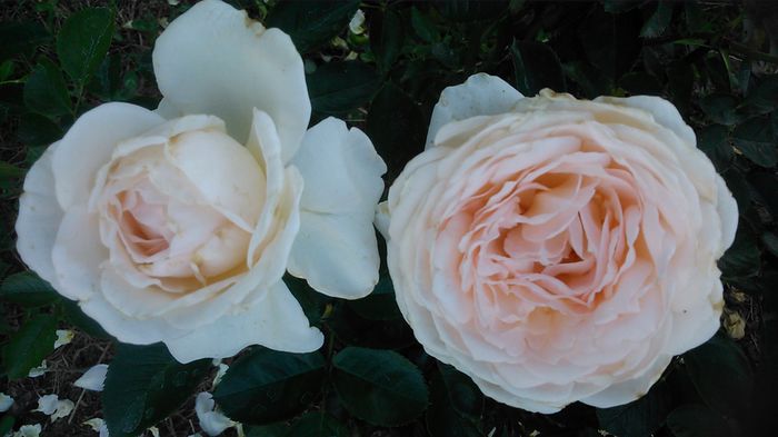 DSC_1351 - TRANDAFIRI 2015 III