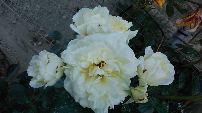 DSC_1365 - TRANDAFIRI 2015 III