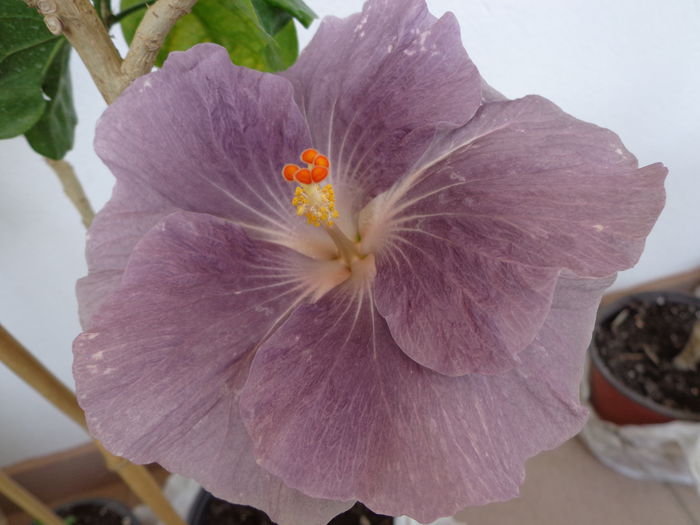 DSC08657