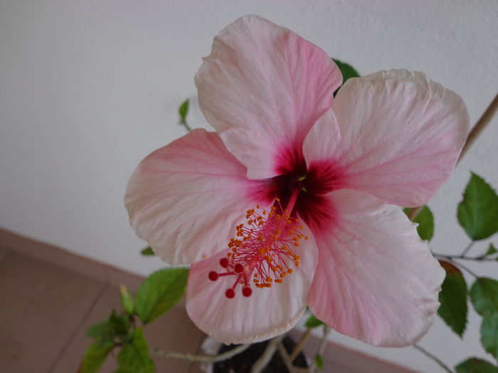 NATAL - A-HIBISCUS 2015-1