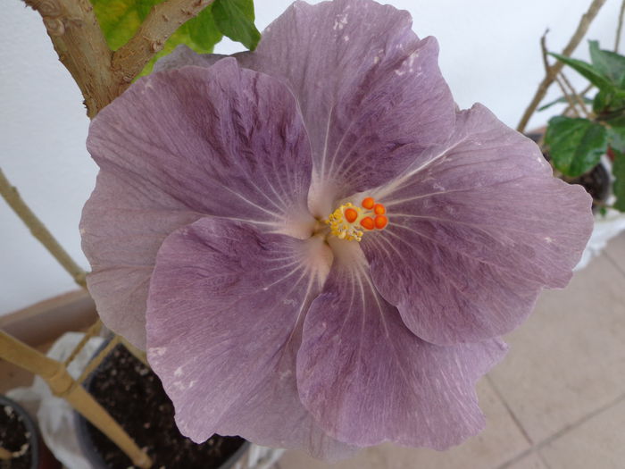 M. M. BLUE - A-HIBISCUS 2015-1