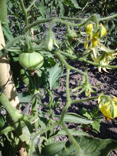  - SEMINTE ROSII - BOSNISCHE FLEISCHTOMATE