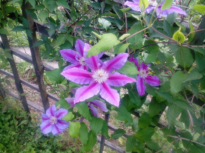 IMG_20150712_174408 - gradina 2015