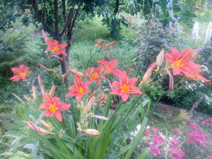 IMG_20150712_174341 - gradina 2015