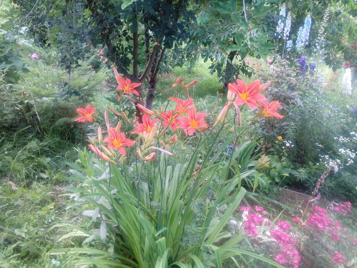 IMG_20150712_174336 - gradina 2015