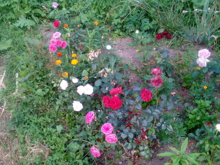 IMG_20150712_174048 - gradina 2015