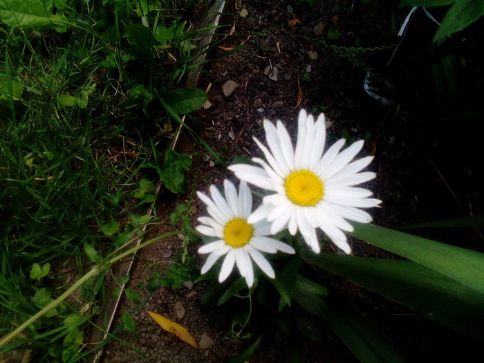 IMG_20150712_173253 - gradina 2015