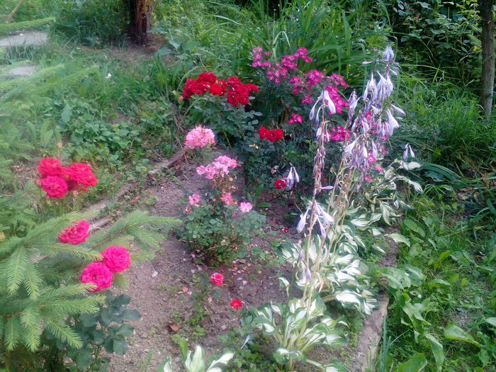 IMG_20150712_173218 - gradina 2015