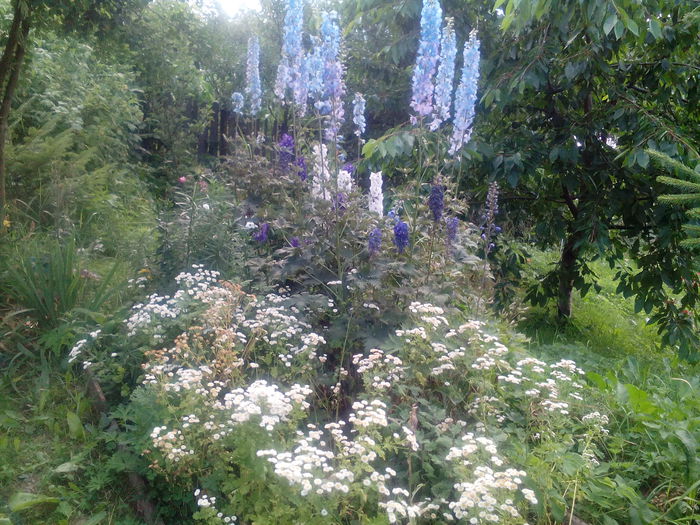 IMG_20150712_173212 - gradina 2015