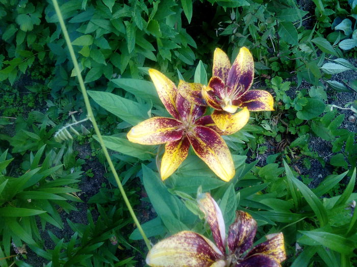 IMG_20150712_173112 - gradina 2015