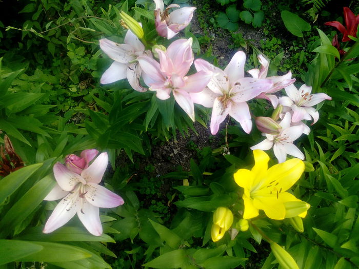 IMG_20150712_173109 - gradina 2015