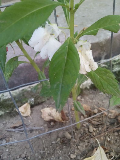 IMG_20150712_182927 - Floricele de gradina