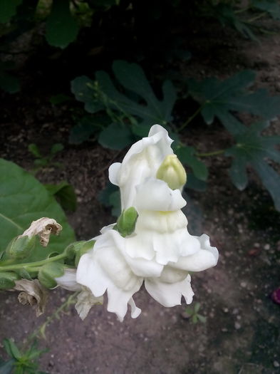 IMG_20150712_182610 - Floricele de gradina