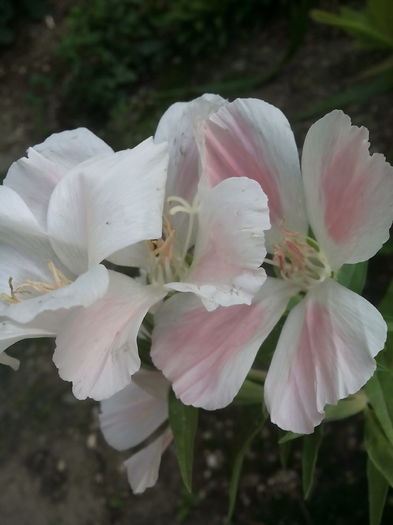 IMG_20150712_182706 - Floricele de gradina