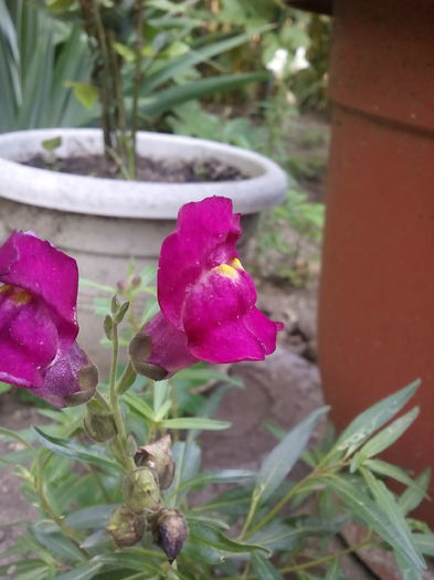 IMG_20150712_182622 - Floricele de gradina