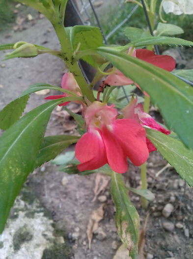 IMG_20150712_182821 - Floricele de gradina