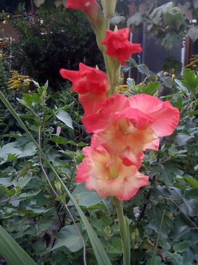 IMG_20150712_182449 - Floricele de gradina