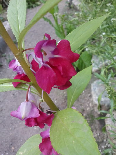 IMG_20150712_182441 - Floricele de gradina