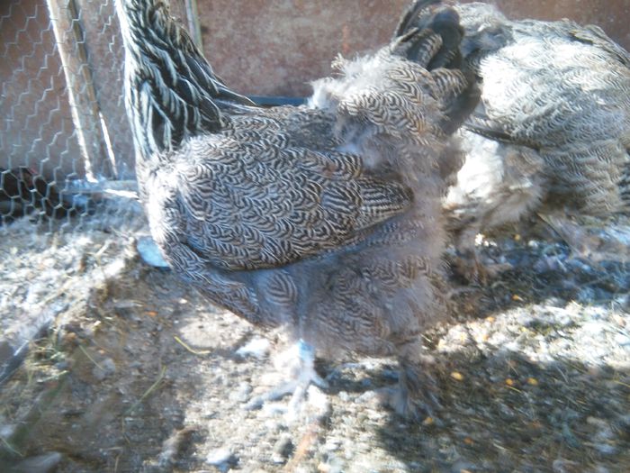 iunie-iulie 2015 295