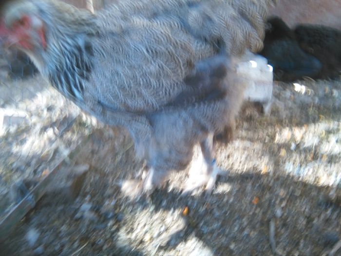 iunie-iulie 2015 297 - 004 Brahma Bunici si strabunici