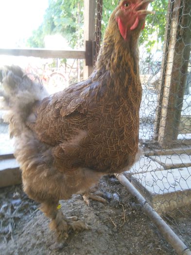 iunie-iulie 2015 298; Strabunica din 2010 de la ,, cipric"
