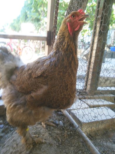 iunie-iulie 2015 299