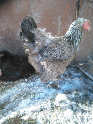 iunie-iulie 2015 301